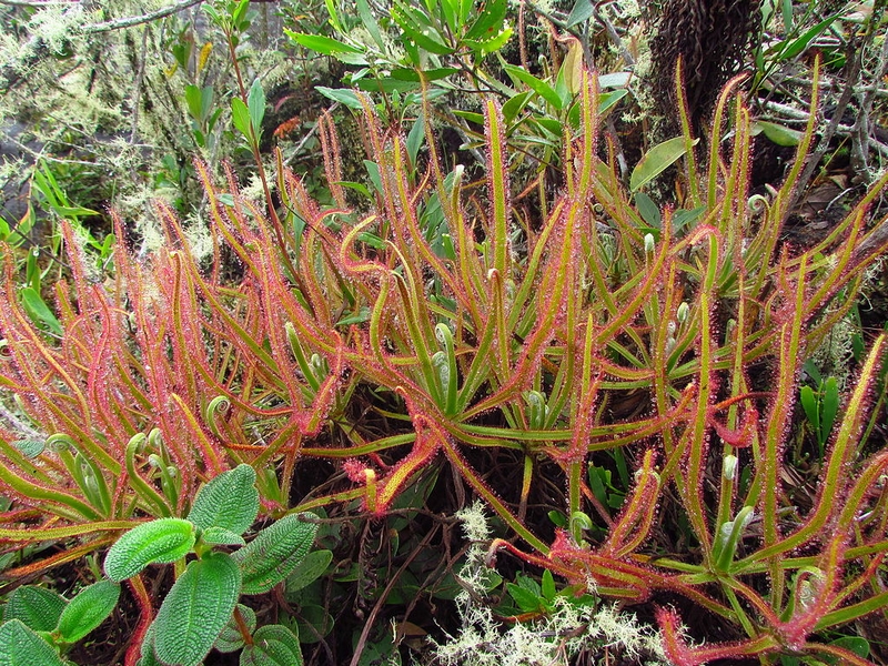 Drosera magnifica (1)