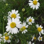 Camomille romaine (Chamaemelum nobile) Graines