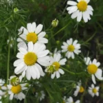 Camomille romaine (Chamaemelum nobile) Graines