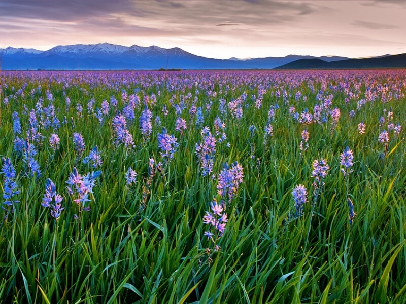 Une prairie de Camassia quamash dans le Nord-Ouest des États-Unis d’Amérique.