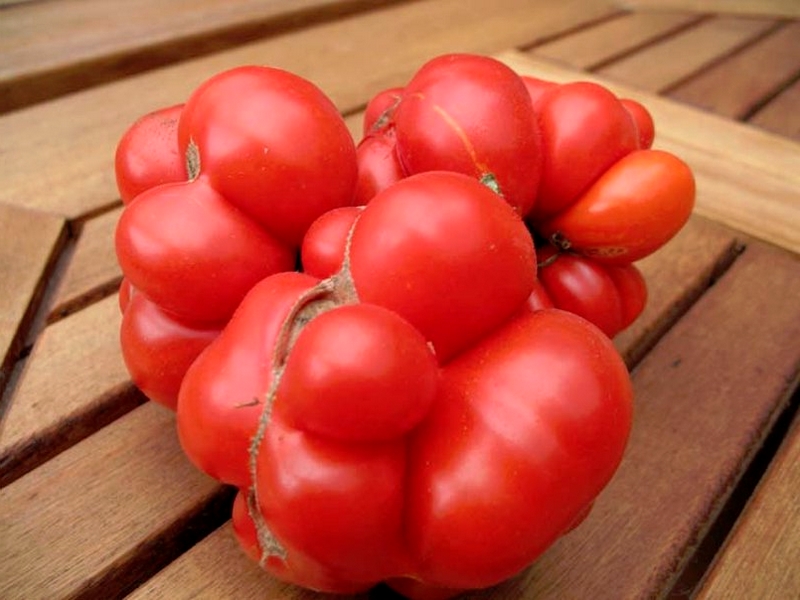 Graines de tomates à cultiver dans votre potager en vente en ligne