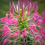 Cléome rose 'Pink Queen' (Cleome spinosa / Fleur araignée) Graines