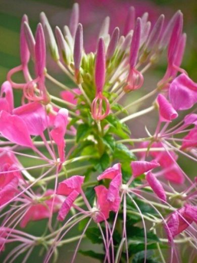 Cléome rose 'Pink Queen' (Cleome spinosa / Fleur araignée) Graines