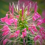 Cléome rose 'Pink Queen' (Cleome spinosa / Fleur araignée) Graines