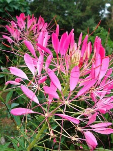 Cléome rose 'Pink Queen' (Cleome spinosa / Fleur araignée) Graines