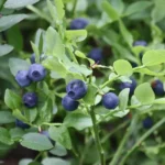 Myrtille Sauvage (Vaccinium myrtillus) Graines