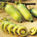 Actinidia polygama (Matatabi) Graines rares