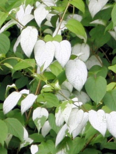 Actinidia polygama (Matatabi) Graines rares