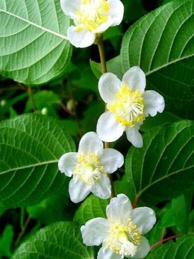 Actinidia polygama (Matatabi) Graines rares