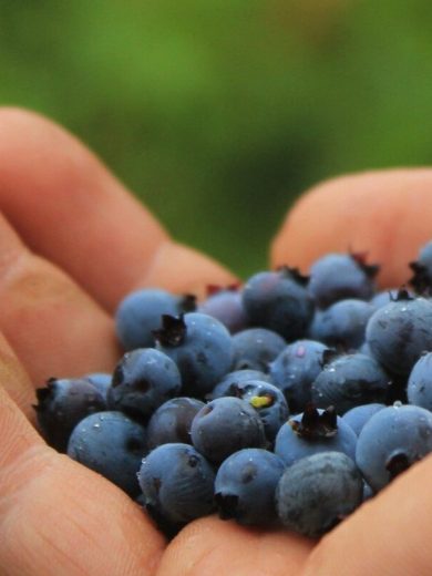 Myrtille Sauvage (Vaccinium myrtillus) Graines