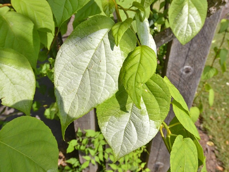 Le Matatabi (Actinidia polygama), aussi appelé « Vigne argentée".