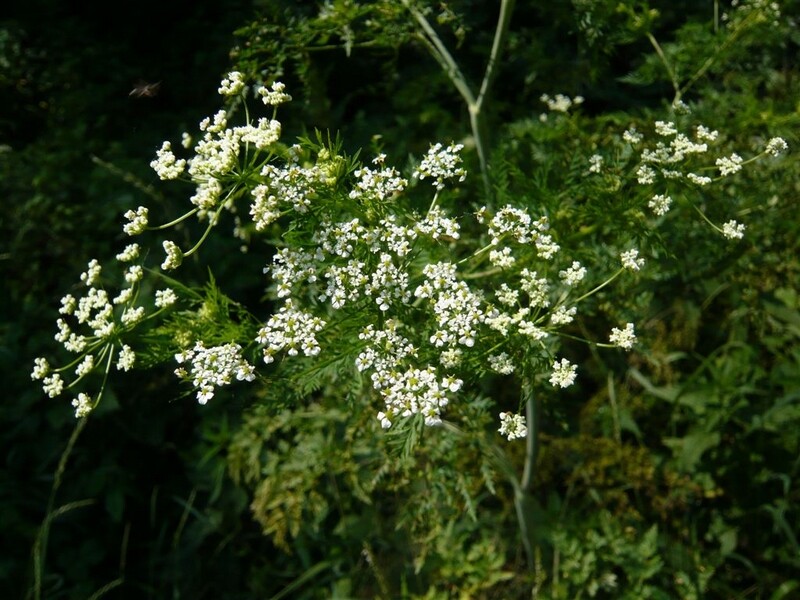 Cerfeuil tubéreux (3)