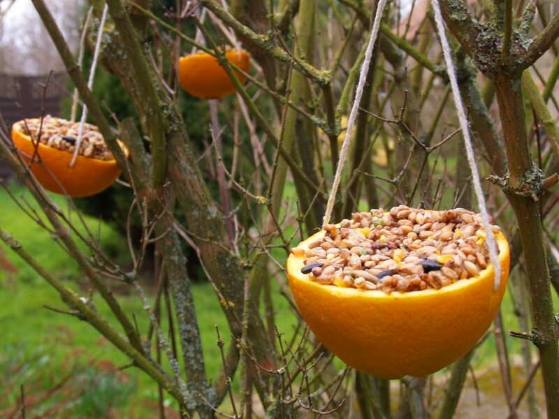 Mangeoire oiseaux compacte pour graines 