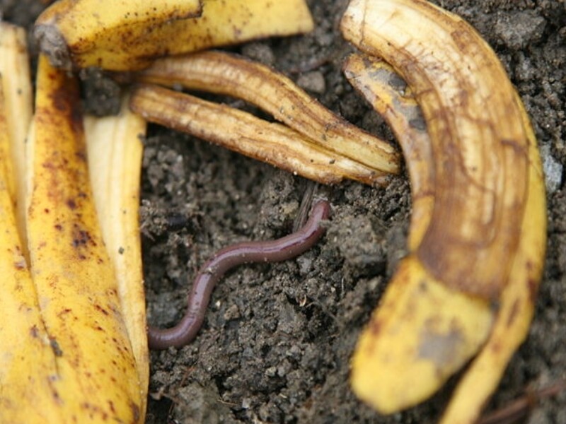 La peau de banane au jardin (2)