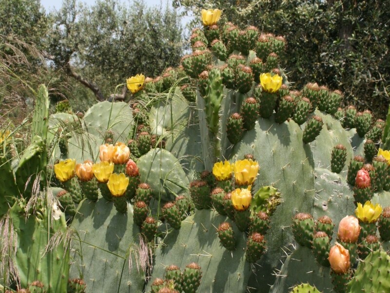 Huile de Figue de Barbarie - Opuntia Ficus Indica