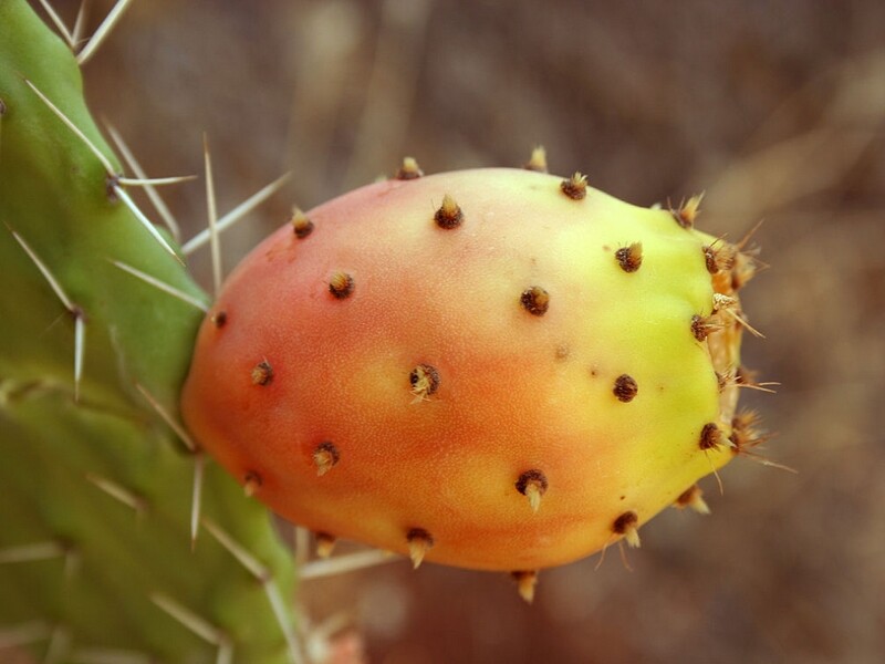 Opuntia_ficus-indica (4)