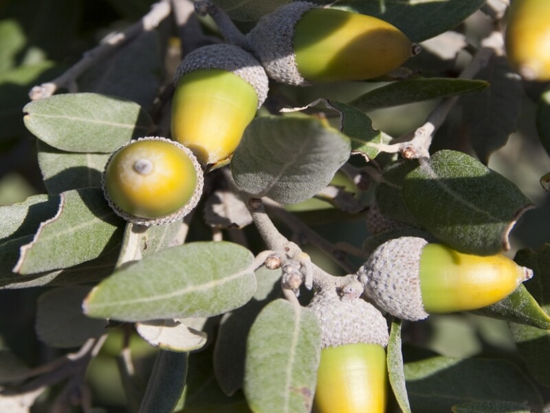 Quercus_rotundifolia