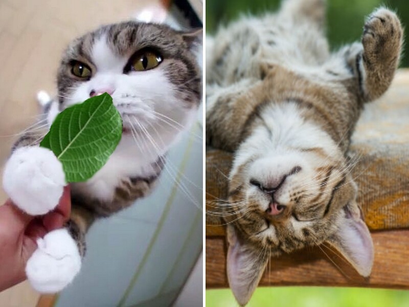 Boule herbe à chat et Matatabi -  France