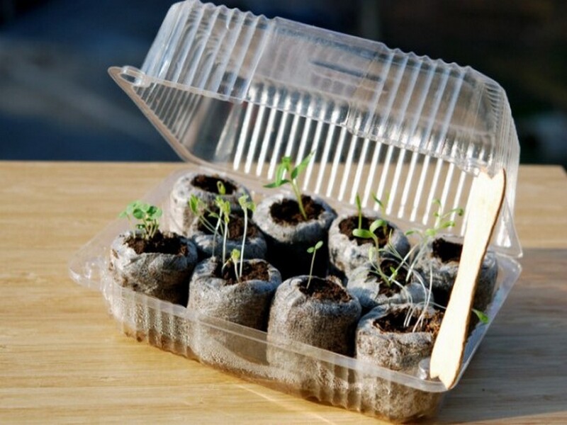 Mini serre en boite d'éclaires - Source : Balconygardenweb.com