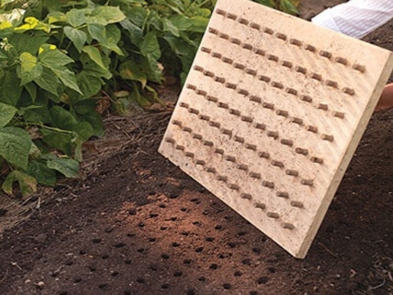 Bouchons de liège sur plaque de bois. Parfait pour les semis du potager - Source : Marthastewart.com