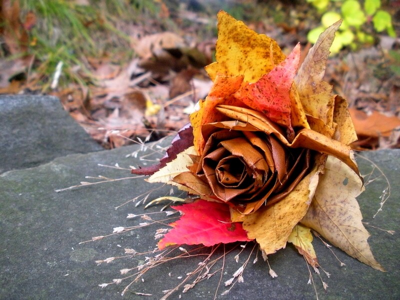 Rose en feuilles d'automne - Source : Nh.life