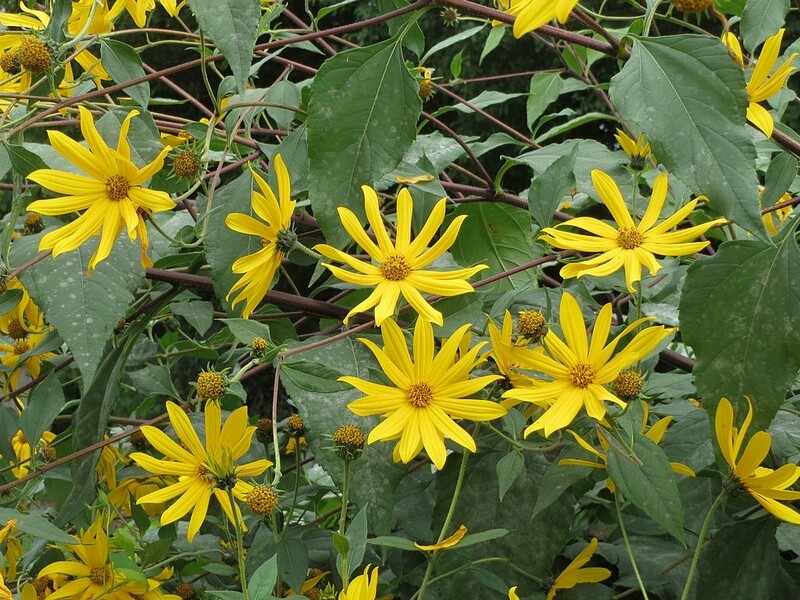 Le topinambour est aussi une plante décorative en été et en automne par sa floraison !