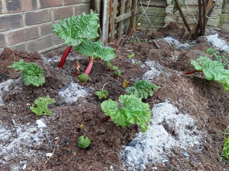 Les amateurs de jardinage vont adorer ce bon plan  sur cette