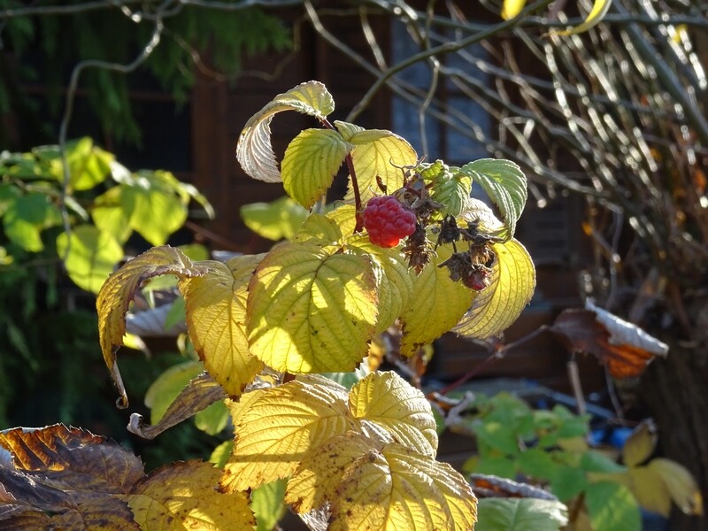 Des framboises, le 19 décembre !