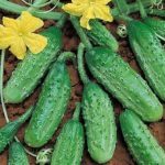 Cornichon 'Vert Petit de Paris' (Variété traditionnelle) Graines