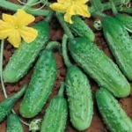 Cornichon 'Vert Petit de Paris' (Variété traditionnelle) Graines