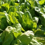 Oseille 'Large de Belleville' (Variété traditionnelle) Graines
