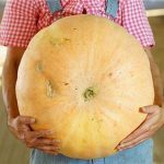 Potiron Géant 'Quintal Jaune' Graines