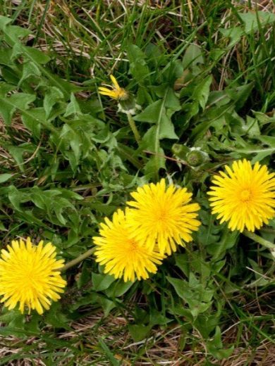 Pissenlit sauvage (Taraxacum officinale) Graines