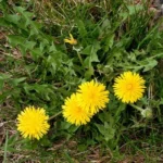 Pissenlit sauvage (Taraxacum officinale) Graines