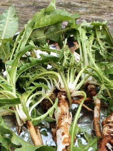 Pissenlit sauvage (Taraxacum officinale) Graines