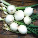 Oignon Blanc Hâtif de Paris (Variété régionale) Graines