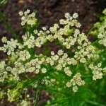 Carvi "Cumin des Près" (Carum carvi) Graines