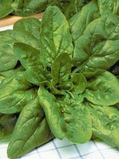 Epinard 'Geant d'Hiver' (Variété productive) Graines
