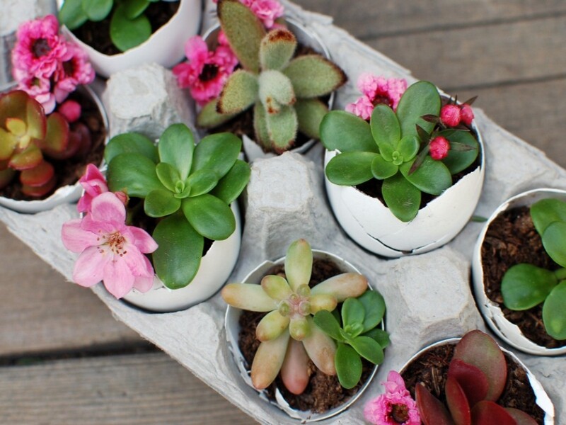 Un mini-arrangement de plantes grasses dans des coquilles d’œufs - Source : Seakettle.com