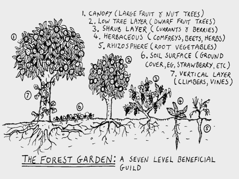 Le Jardin-foret, un système à 7 strates (selon Robert Hart).