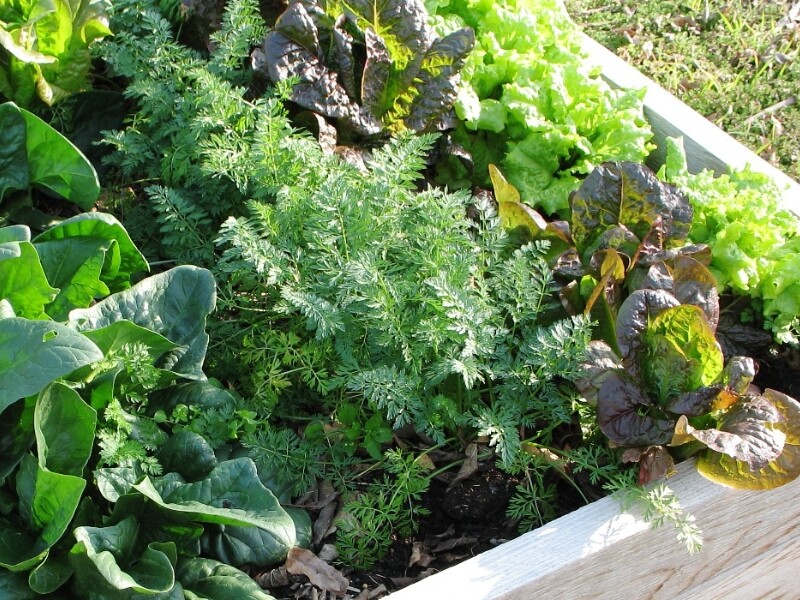 Un potager en carré aux cultures diversifiées et bien serrées - Photo : Theselfsufficientliving.com