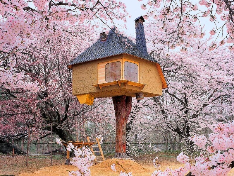Cabane dans les arbres au milieu des cerisiers en fleur au Japon - Photo : Riemurasia.net