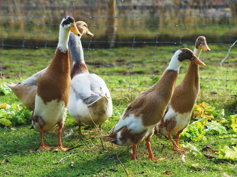 canard coureur indien