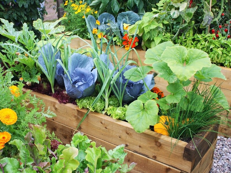 Coffret : Le Petit Potager Saveurs ensoleillées BIO