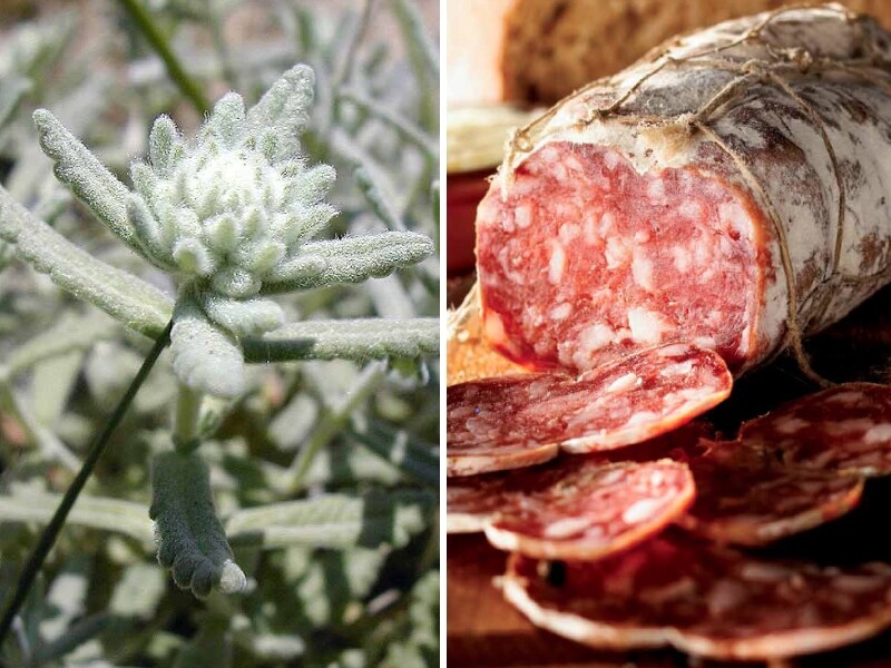 plante au parfum de saucisson