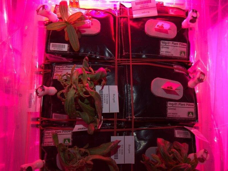 Our plants aren't looking too good. Would be a problem on Mars - 27 décembre 2015 / Source : Twitter @StationCDRKelly