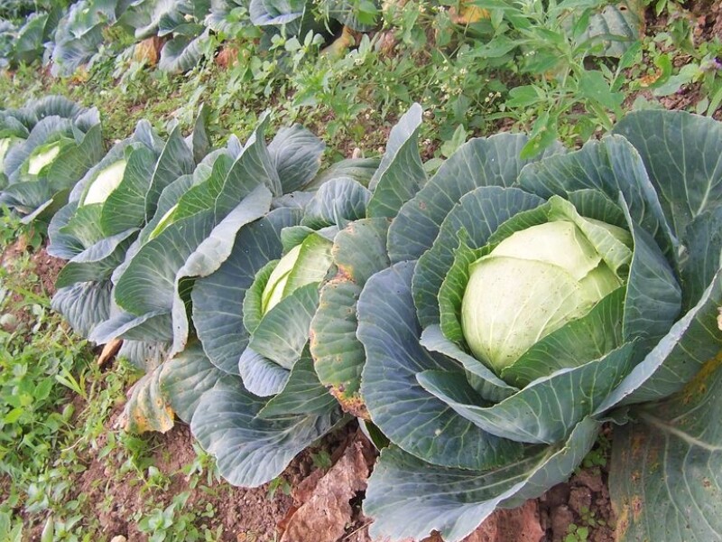 Le Chou cabus 'Quintal d'Alsace' est une variété régionale ancienne, rustique et très productive !