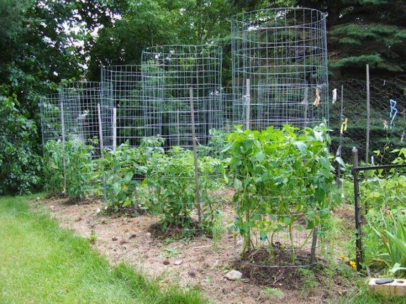 tomates en cage (2)