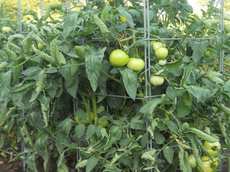 tomates en cage