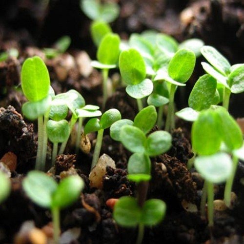 Semis de printemps au potager
